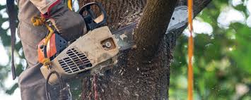 Best Hedge Trimming  in Fairland, MD
